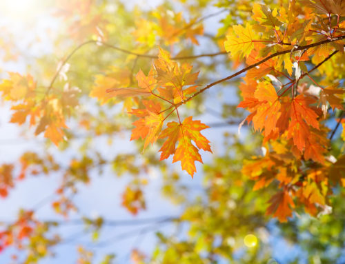 A Natural Approach To The End Of Summer Blues